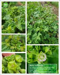 Image result for Malva verticillata