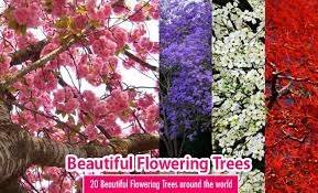 The various flowering plum trees come from all around the world. 20 Most Beautiful Flowering Trees Around The World