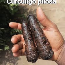Image result for Curculigo pilosa
