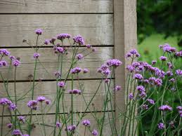 Verbena Plant Care Guide And Varieties Verbena Plant Plants Verbena