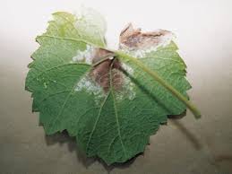 Image result for peronospora grapevine