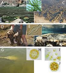 Our picture frames category offers a great selection of matting & mounting materials and more. Eukaryotic Algal Blooms A C Cladophora Glomerata Covering Rocks In Download Scientific Diagram