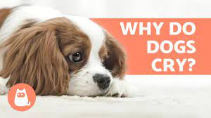 Why Do Dogs Cry 6 Main Causes Youtube