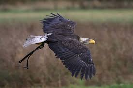 Hij heeft meestal een witte kop zwarte veren en een witte staart. Amerikaanse Zeearend Akash Valkerij Dominique