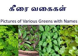 Pictures Of Various Types Of Greens Or Keerai Keerai Names In English And Tamil க ர வக கள Greens Indian Diet Recipes Pictures