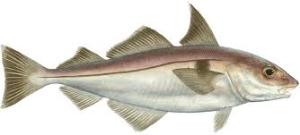 Kak Otlichit Tresku Ot Mintaya Fish Hunt Net Ru