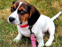 Check spelling or type a new query. Jackabee All You Need To Know About The Jack Russel Beagle Mix K9 Web