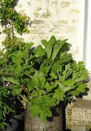 Started by andyf75 on general gardening. Gunnera In A Pot Bbc Gardeners World Magazine