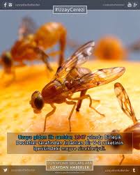 Uzaycerezi Fruitfly Space Science Astronomy Meyvesinekleri Uzay Astronomi Bilim Uzaydanhaberler Fruit Flies Astronomy
