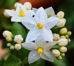 Is not blooming due to lack of rain fall. Why Is My Jasmine Not Flowering Gardener Report