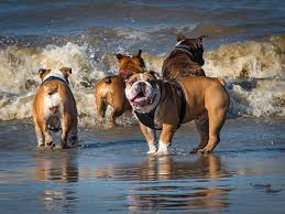 A continual ray of sunshine in your life, these low maintenance dogs will bring light to your day. Can English Bulldogs Swim Bulldogguide Com