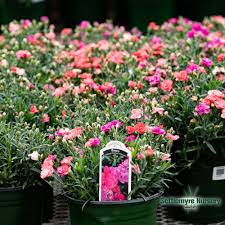 Image result for Dianthus