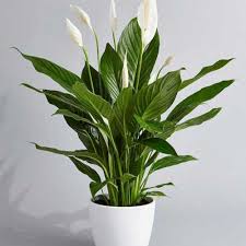 Image result for Spathiphyllum