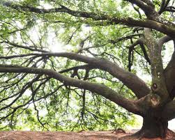 Image result for Copaifera