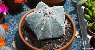Avoid watering these plants in the winter (their dormant phase) and. Astrophytum Asterias Care How To Grow Star Cactus