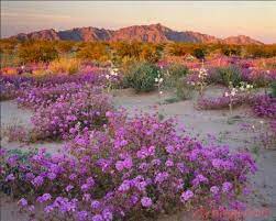 With over sixty (61 in fact!) annual flowers listed in arizona annual flowers planting guide, you are sure to find one to try. Desert Wildflowers Desert Flowers Wild Flowers Arizona Landscape