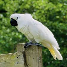 Goffin's cockatoos are not shy birds. Cockatoo Parrots For Sale Best Affordable Prices Online
