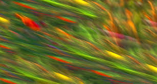 Pin By Rachael Reid On Impressionism Abstract Photography Abstract Photography Prints Abstract Nature