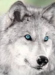 Name Luna She Is Looking For A Pack She Would Love To Be A Hunter Hayvanlar Hayvan Vahsi Hayvanlar