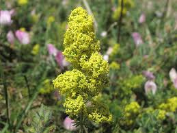 Image result for Galium verum