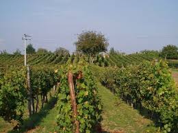 Úřady s působností pro obec hrušky. Kraj Jihomoravsky Okres Breclav Hrusky