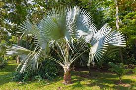 Diese 3 palmenarten können wir jedoch auch hier bei uns im garten. Hanfpalme In Den Garten Pflanzen So Fuhlt Sich Die Asiatische Palmenart Wohl