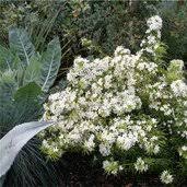 Choisya Ternata Sundance Choisya Ternata Sundance Golden Mock Orange Sundance Mexican Orange Plant Lust