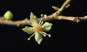 Image result for Searsia leptodictya