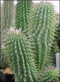 Rated 4.5 out of 5. Wellness Foods Is Hoodia Cactus Really A Miracle Ingredient