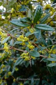 Image result for Berberis julianae