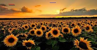 17 Background Bunga Jalan Taman Bunga Matahari Jogja Terbaru Yang Wajib Dikunjungi It S Time Sunflower Wallpaper Field Wallpaper Aesthetic Desktop Wallpaper Gambar mewarnai bunga sangat identik dengan anak perempuan. 17 background bunga jalan taman bunga