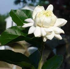 Robot Check Rare Plants Jasmine Flower Plants