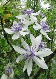 Fajl Clematis Akoensis Jpg Waldreben Clematis Pflanzen Baume Pflanzen