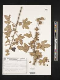 Image result for Hibiscus diversifolius