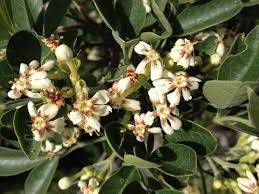 Image result for Schrebera