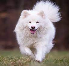 Sep 30, 2019 · how to train your dog to come when called plan short training sessions. Reliable Recall Tips Tricks For Training Your Dog To Come When Called