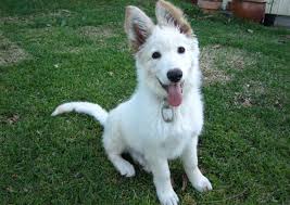 Our fosters iive in our homes, as members of our famiiies prior to adoption. White German Shepherd In Ohio For Sale Petswithlove Us