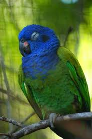 Pin By Kelsey B On Scenaries Parrot Beautiful Birds Pet Birds