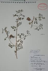 Image result for Indigofera microcarpa