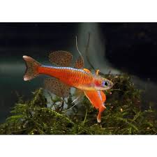 Image result for Pseudobromus engleri