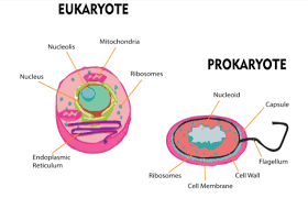 Engineers try to kill all bacteria because they are all harmful. Bacteria Are Called Prokaryotes Whereas Higher Organisms Class 11 Biology Cbse