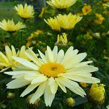We did not find results for: Leucanthemum X Superbum Broadway Lights Shasta Daisy Broadway Lights In Gardentags Plant Encyclopedia