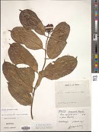 Image result for Ancylobothrys scandens