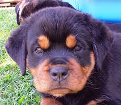 Image result for Rotala gossweileri