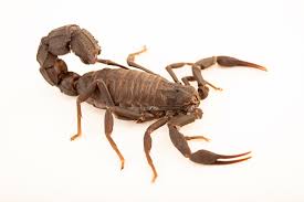 Image result for Scorodophloeus