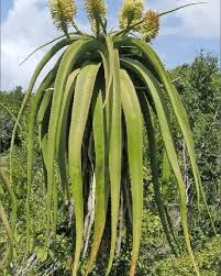 Image result for Aloe ballii