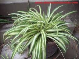 Malamadre O Lazo De Amor Chlorophytum Comosum Variegatum Plants Spider Plants Spider Plant Babies