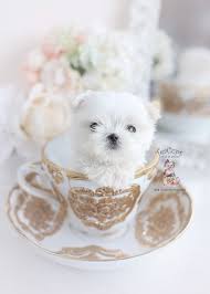 Maybe you would like to learn more about one of these? Teacup And Toy Maltese Puppies Teacup Puppies Boutique