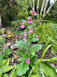 Image result for Aeollanthus rehmannii