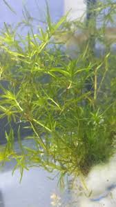 Image result for Najas